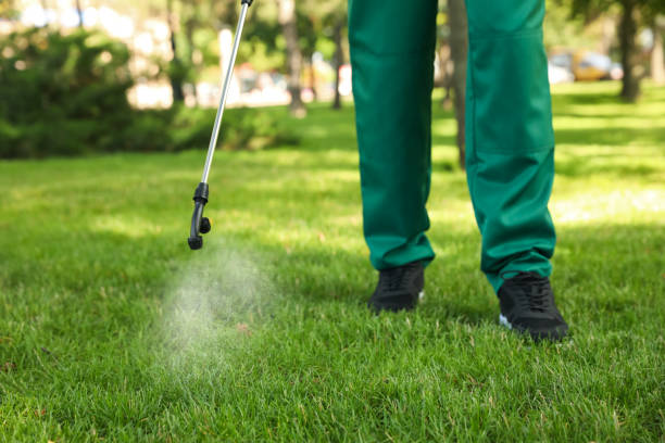 Best Wasp Removal Services  in Kula, HI