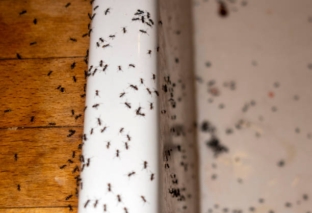 Best Residential Pest Control  in Kula, HI