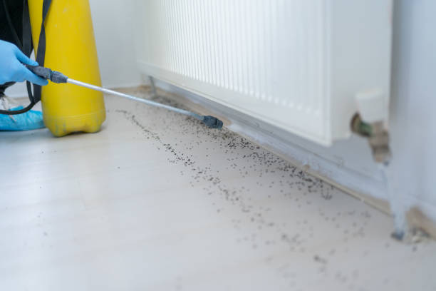 Best Pest Removal Services  in Kula, HI